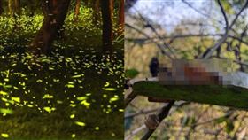 他PO出螢火蟲白天真面目　網：發光的蟑螂
（組合圖／左圖資料照,右圖翻攝自爆廢1公社臉書）