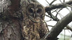 玉山塔塔加，丟老鼠誘拍東方灰林鴞，玉管處怒︰加強稽查最高罰50萬(圖／翻攝自玉管處臉書)