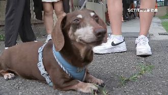 校狗擾亂！校方發問卷8成5師生贊還收容所