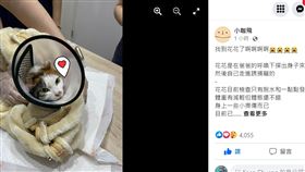 花花,花蓮,天王星,貓,地震,尋獲,歐膩