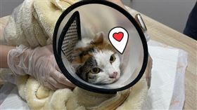 天王星大樓,花蓮,強震,貓咪,雞