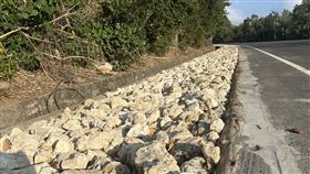 陸戰隊,棲地,陸蟹,屏東,墾丁