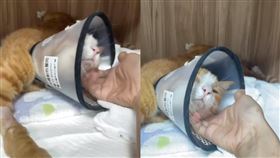 影／康老師愛貓3天前獲救！最新住院畫面曝光…開始撒嬌討摸康復中（合成圖／翻攝自「高橋動物醫院」臉書）