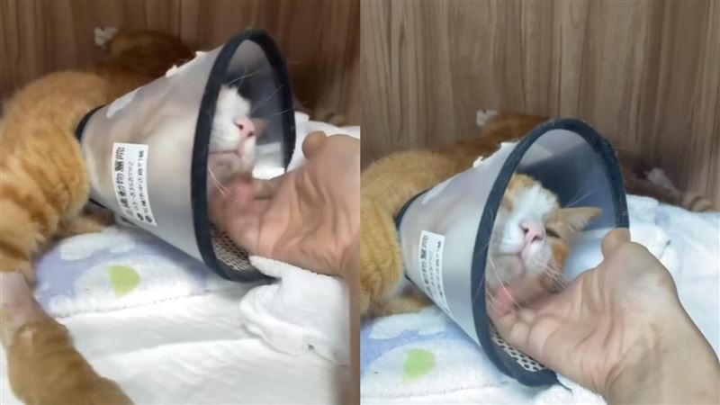 康老師愛貓3天前獲救！最新住院畫面曝光