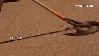 地震後住宅現1.2米眼鏡蛇　捕蛇員：首見