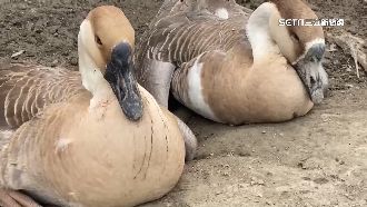 350隻雞鴨暴斃！農民懷疑鄰田噴農藥致死