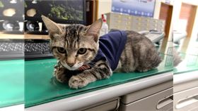 台中市豐原區翁子派出所，貓咪警長「伍丼么」穿制服值班。（圖／翻攝翁子派出所臉書）