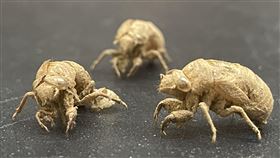 ▲蟬蛻 秋蟬 蟬蛻大軍 蟬殼 金蟬脫殼（圖／記者許雅惠攝影）