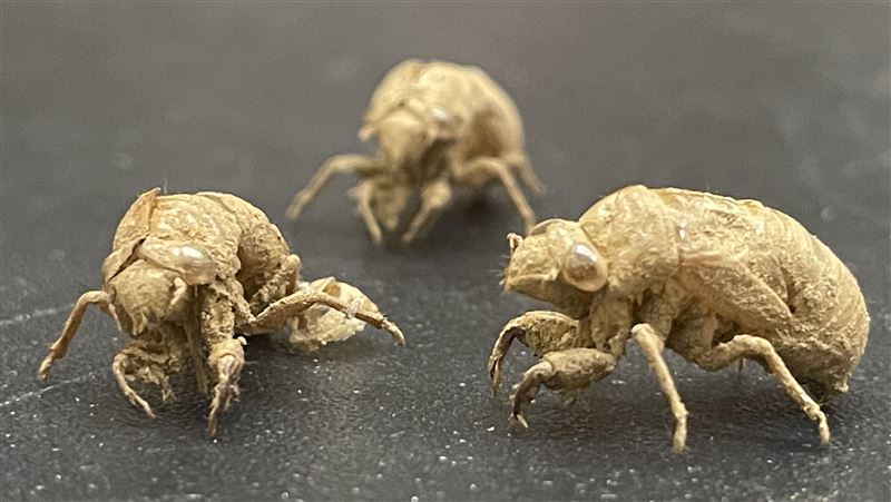 221年來首次！「1兆隻蟬」破土而出時間曝