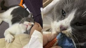 貓貓「咬著衣角」直到離世（圖／翻攝自抖音）