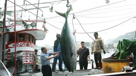 蘇澳漁船捕269公斤黑鮪魚  驗明正身全國第一鮪宜蘭縣蘇澳鎮南方澳漁港過去一直是台灣黑鮪魚主要產地之一，蘇澳籍漁船「再發668號」14日捕獲一尾大黑鮪，15日秤重為269公斤，身長253公分，經當地漁會鑑定符合「蘇澳第一鮪」資格，也是「全國第一鮪」。（蘇澳區漁會提供）中央社記者沈如峰宜蘭縣傳真  113年4月15日