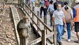 高雄市壽山動物園獼猴高雄市壽山動物園台灣獼猴多，園區可經常看見獼猴與人群的距離相當近，壽山動物園的鹿園，是獼猴出沒熱區。高雄市政府聯手在地品牌「BANANA MONKEY」代言猴大哥共同拍攝宣導影片。（高雄市政府觀光局提供）中央社記者林巧璉傳真  112年4月23日