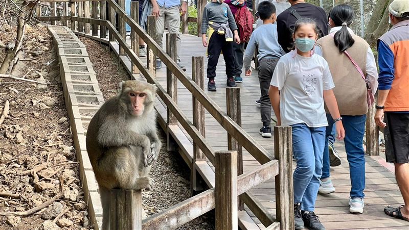 人猴衝突　壽山動物園保全持長槍巡邏惹議