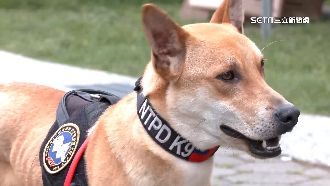 全台首隻本土警犬　超強嗅覺秒找出黑火藥