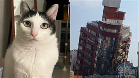 ▲天王星大樓傾倒釀災，目前還有一隻貓咪「歐膩」下落不明。（左圖／翻攝自貓咪也瘋狂俱樂部 CrazyCat club臉書）