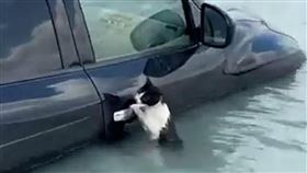 貓咪快溺斃讓人心疼！大水淹杜拜，牠死抓泡水車門把求生。（圖／鏡週刊提供）