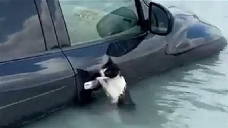 杜拜大淹水！貓險滅頂　機警抓1物撿回1命