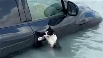 杜拜大淹水！貓險滅頂　機警抓1物撿回1命
