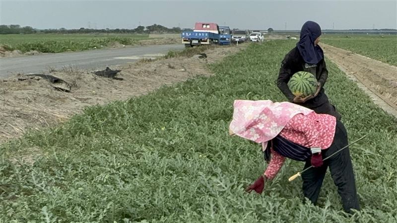 雲林西瓜園遭惡意斷根！瓜農損失逾30萬