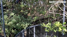 森林，綠樹。（圖／記者魏聖凌攝影）