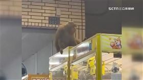 台灣獼猴闖「娃娃機店」　伺機而動偷超商麵包