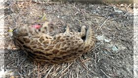 台74彰化花壇路段首見石虎遭路殺，相關單位獲報已前往回收遺體。（圖／翻攝爆料公社二社）