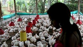 外稿勿用！！驚！禽流感變異升級　世衛示警：憂進化為人傳人大流行（圖／翻自聯合國官網）