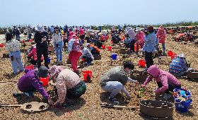 澎湖海岸造林  盼兼顧防風與保安（2