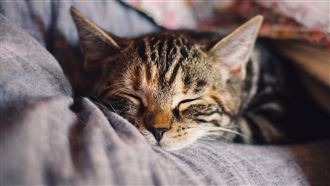 3貓吃飼料後低血鉀 獸醫：其他貓也有狀況