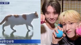 ▲「漢江的貓」。（圖／翻攝自X）