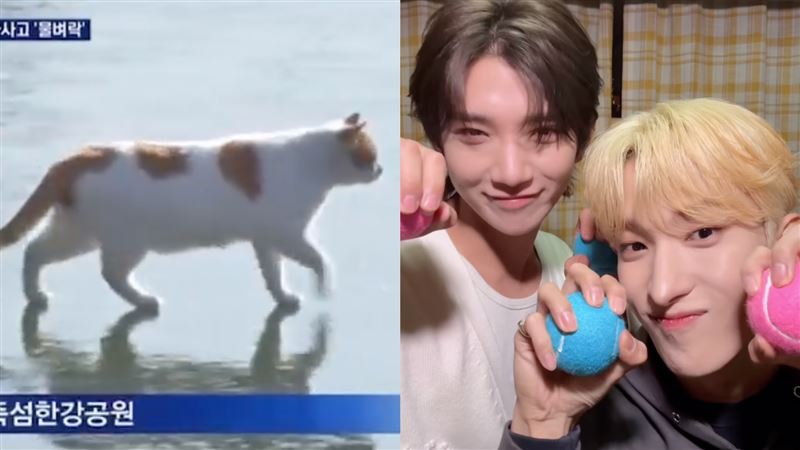「漢江的貓」是什麼？超狂魅力KPOP都淪陷