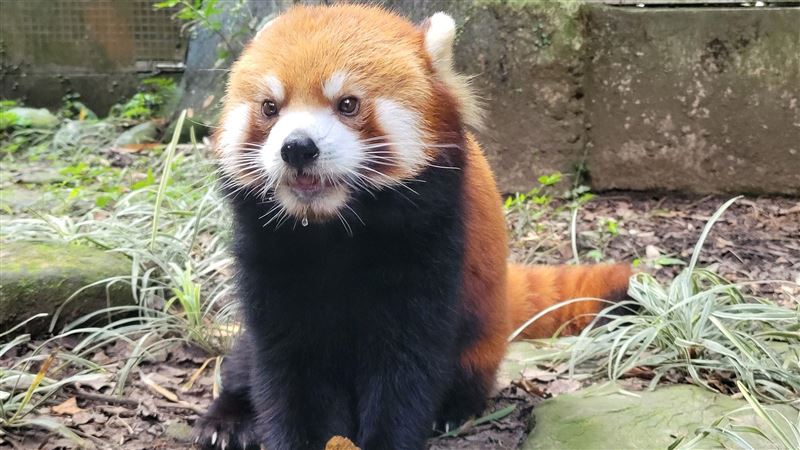 增遺傳多樣性！動物園小貓熊「可頌」赴日