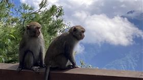 阿里山台灣獼猴族群量增加阿里山國家森林遊樂區台灣獼猴族群量增加，且常發生搶奪遊客及商家食物等情事，林業保育署嘉義分署除組「驅猴大隊」，也誘捕獼猴絕育，控制獼猴數量。（林業保育署嘉義分署提供）中央社記者黃國芳傳真  112年10月25日
