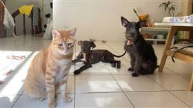 汪女帶著2狗1貓向房東分租套房並拖欠房租，仍不斷與男友在夜店走跳，最後將橘貓丟下後就人間蒸發。（圖／讀者提供）