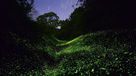 觀光署整理7大賞螢秘境。（圖／觀光署提供）