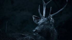 ▲美國出現人類染「殭屍鹿」病毒死亡病例。（示意圖／Pexels）