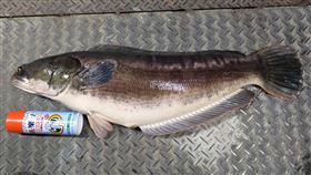 日月潭生態殺手「魚虎」繁殖力驚人，幾乎沒有天敵，近年來已造成嚴重生態浩劫，近期正值魚虎繁殖季節，釣友「日月潭一等高」也加入除害行列，從3月至今，已捕獲10多尾魚虎，其中還有1尾重達16斤半的抱卵母魚虎。