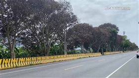 台9線景觀大道「樹枯」　百棵芒果樹遭鑽洞.下毒