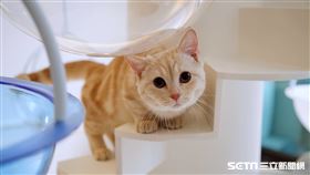 貓的生活提案,貓咖啡廳,小貓,貓咪。（圖／資料照）