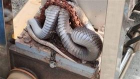 台東縣某國小校門，被2公尺長的眼鏡蛇纏住，教師職員協尋里長搬救兵處理，後續眼鏡蛇被拖出順利開啟校門。（圖／CTWANT）