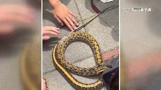 黑眉錦蛇爬進校園！學生目睹抓蛇場面驚呼