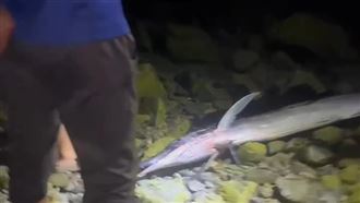 強震早有預兆！澎湖潮間帶驚見2米大旗魚