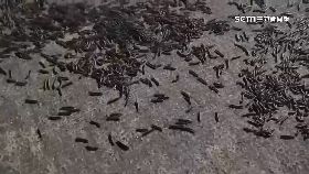 文 餘震花崩潰1800