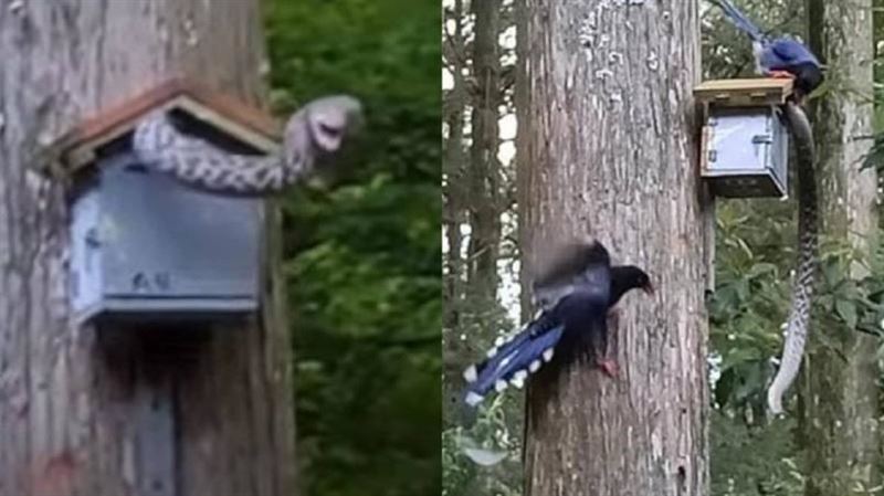 王錦蛇偷蛋…遭5隻台灣藍鵲「巴到頭暈」