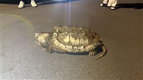 中壢,四腳獸,鱷龜,流浪（圖／翻攝畫面）