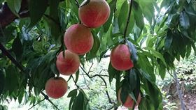 梨山水蜜桃，只開花不結果，果農損失慘，懷疑大雨打落花，地震震斷樹根(圖／翻攝畫面)