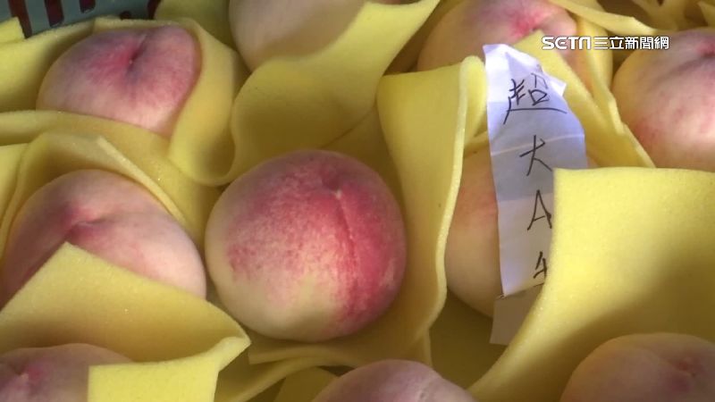 只開花不結果　梨山水蜜桃產量恐少5成