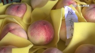 只開花不結果　梨山水蜜桃產量恐少5成