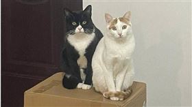 原PO表示，媽媽趁她坐月子把貓丟了。（圖／翻攝微博）