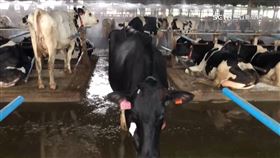 牛乳零關稅衝擊酪農業　南市議員：憂牛肉湯存亡